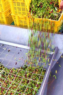 四川金堂:油橄榄特色产业发展开启农民幸福新生活