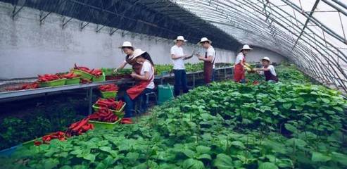 5分钟解决海外农民10年难题,这个中国团队凭什么教全世界种菜?
