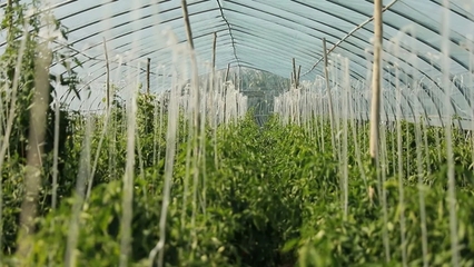 青山绿水种下希望--会宁县大力发展特色农业产业侧记